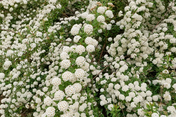 Spiraea Cantoniensis Arbuste Fleurs — Photo