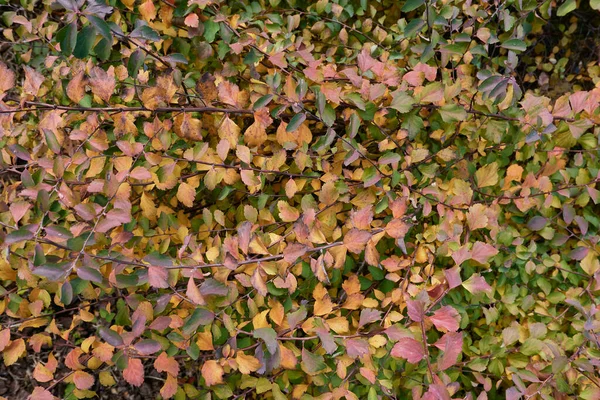 Spiraea Kantoniensis Renkli Yapraklar — Stok fotoğraf