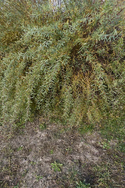Salix Purpurea Nana Branch Close Foto Stock