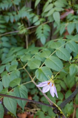 Dahlia İmparatorluğu yaprakları ve çiçekleri