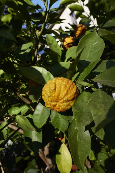 오렌지 열매가 가까워 — 스톡 사진