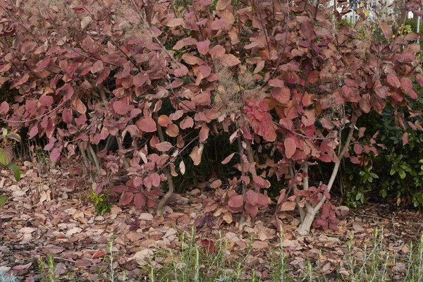 stock image red leaves of Cotinus coggygria in winter season