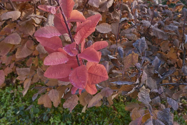 Czerwone Liście Cotinus Coggygria Sezonie Zimowym — Zdjęcie stockowe