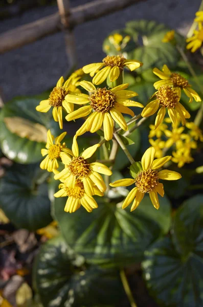 ファースフムジャポニカ黄色の花 — ストック写真