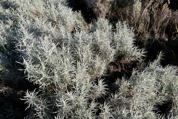 Helichrysum Italicum Argint Frunziș — Fotografie, imagine de stoc