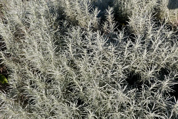 Helichrysum Italicum Feuillage Argenté — Photo