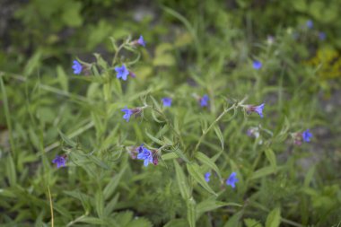 Buglossoides purpurpurocaeruleum çiçek açtı