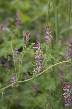 Fumaria Officinalis Pembe infloresans