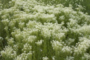 Lepidium draba kremsi beyaz infloresans