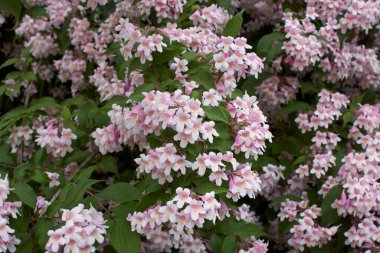 Linnaea amabilis çiçek açmış çalılar