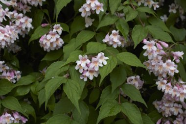 Linnaea amabilis çiçek açmış çalılar