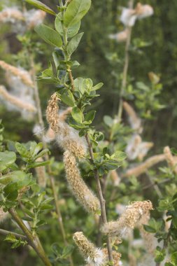 Salix caprea şubesi. Yaklaş.