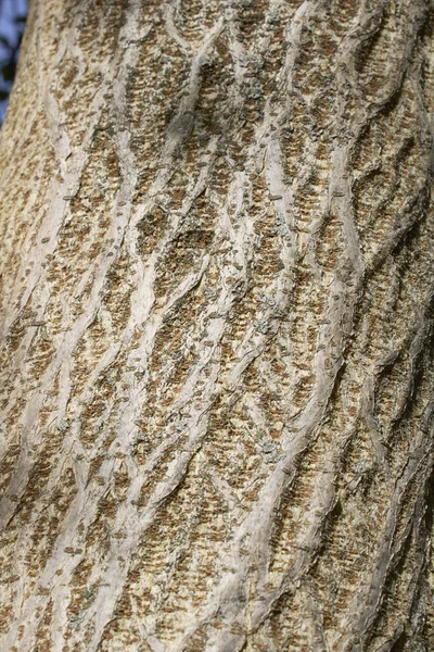 Broussonetia Papyrifera Texturált Kéreg — Stock Fotó