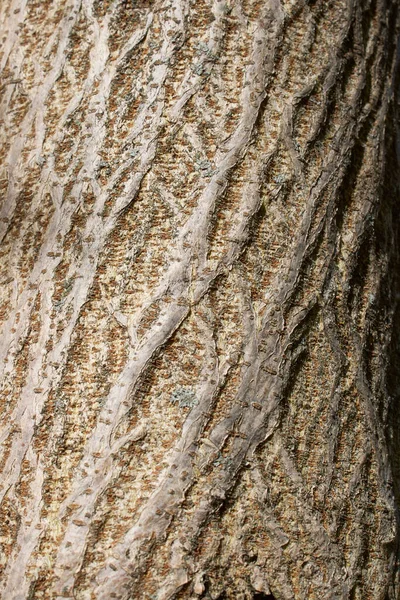 Broussonetia Papyrifera Texturált Kéreg — Stock Fotó