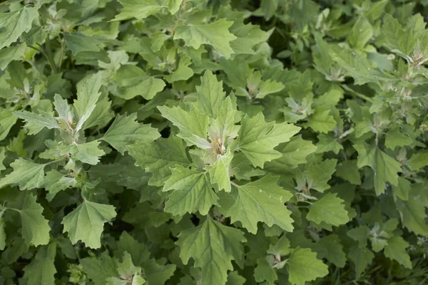 Chenopodium Albümü Taze Yapraklar Kapanıyor — Stok fotoğraf