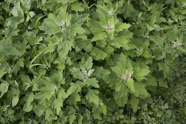 Chenopodium Album Fresh Leaves Close — Stock Photo, Image