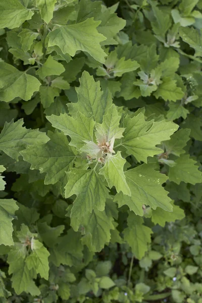 Chenopodium Album Fresh Leaves Close — Stock Photo, Image