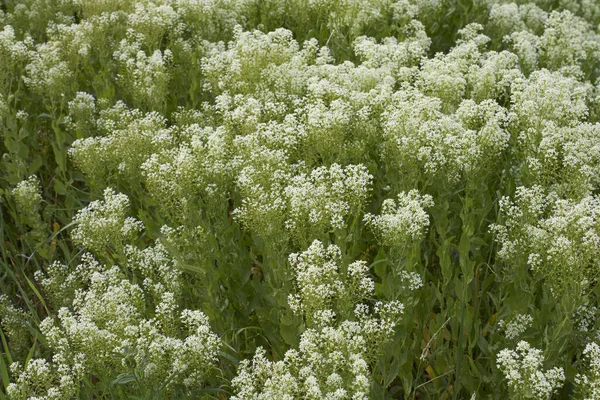 Inflorescence Blanche Crème Lepidium Draba — Photo