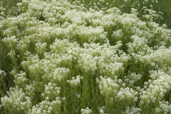 stock image Lepidium draba creamy white inflorescence