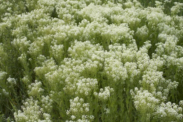 Inflorescence Blanche Crème Lepidium Draba — Photo