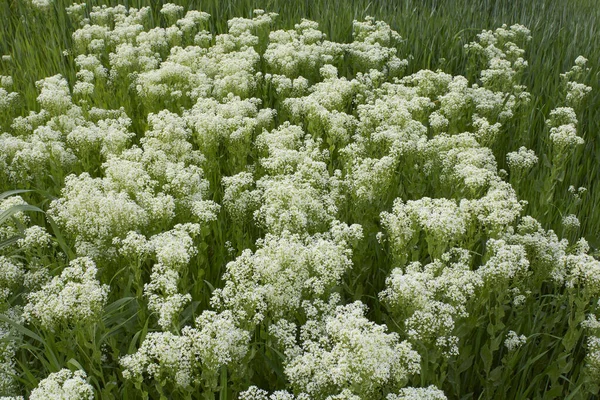 Lepidium Draba Cremiger Weißer Blütenstand — Stockfoto