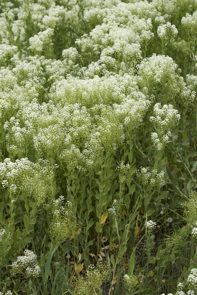 Lepidium Draba Krémes Fehér Virágzás — Stock Fotó