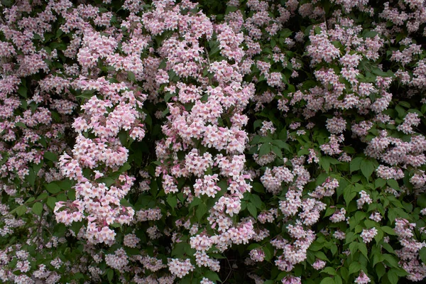 Keř Linnaea Amabilis Rozkvětu — Stock fotografie
