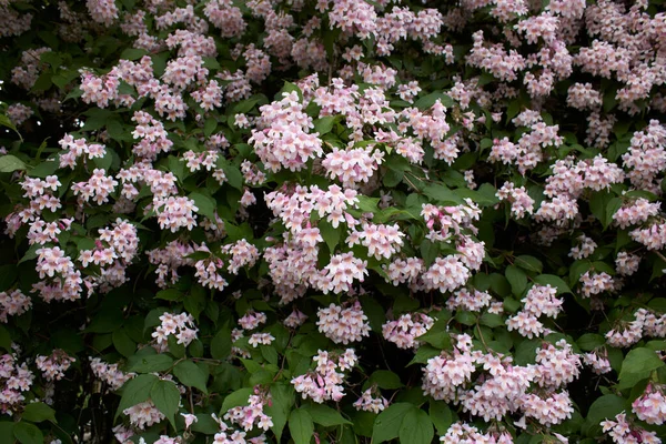 Linnaea Amabilis Shrub Bloom — Stock Photo, Image