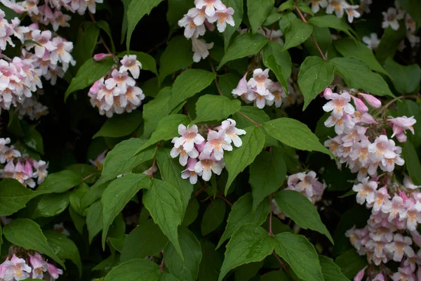 Arbusto Linnaea Amabilis Flor — Fotografia de Stock