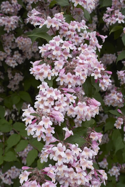 Linnaea Amabilis Arbusto Flor — Foto de Stock