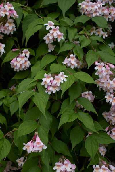 Linnaea Amabilis Arbusto Flor — Foto de Stock