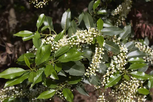 Arbusto Prunus Lusitanica Fiore — Foto Stock