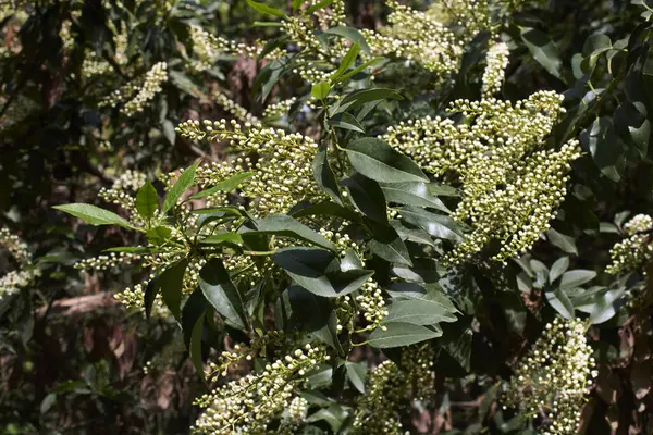 Arbusto Prunus Lusitanica Flor — Fotografia de Stock