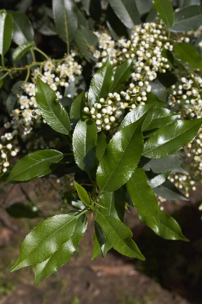 Arbusto Prunus Lusitanica Flor — Fotografia de Stock