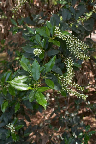 Prunus Lusitanica Shrub Bloom — Stock Photo, Image