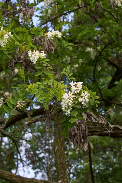 Robinia Pseudoacacia Árvore Flor — Fotografia de Stock