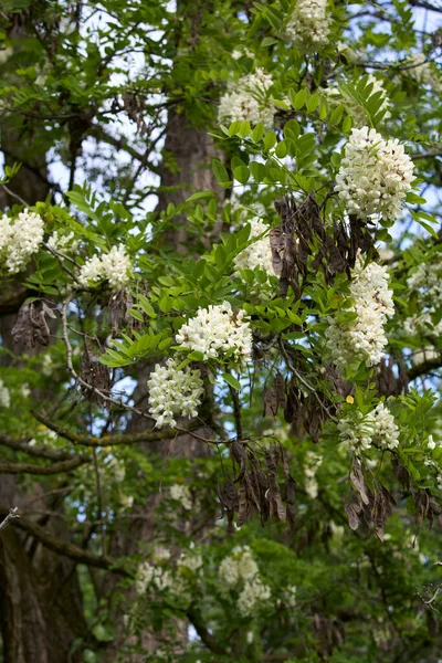 Robinia Pseudoacacia Árvore Flor — Fotografia de Stock