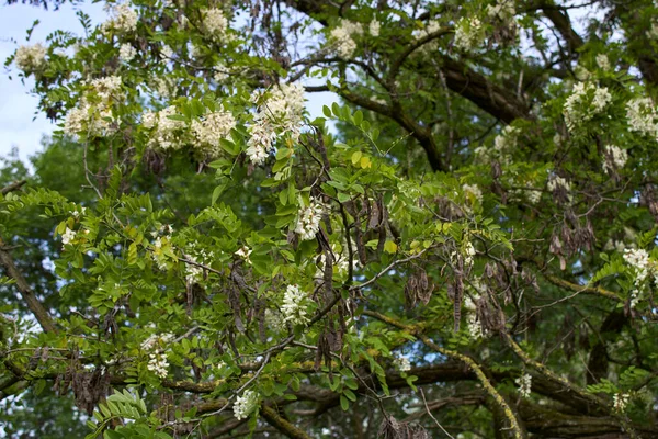 Дерево Псевдоакации Робинии Цвету — стоковое фото
