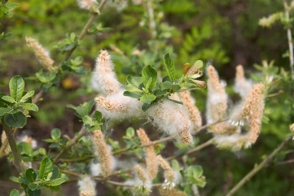 Salix Caprea Şubesi Yaklaş — Stok fotoğraf