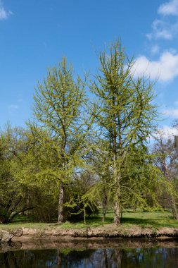 Ginkgo biloba yeşil infloresans