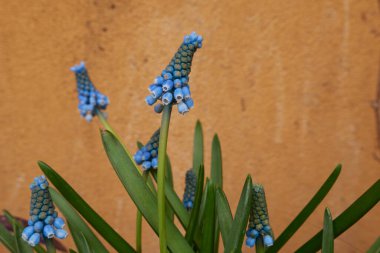 Muscari armeniacum mavi çiçekleri