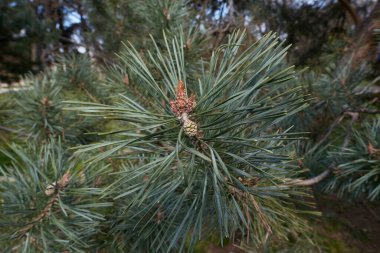 Pinus Sylvestris dalına yaklaş.