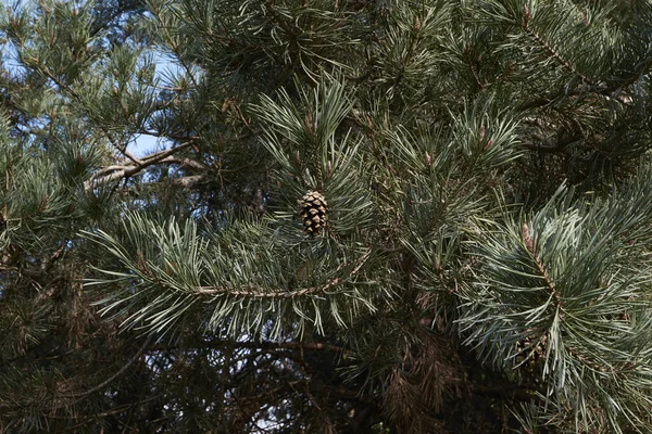 Pinus Sylvestris Branch Close — Stock Photo, Image