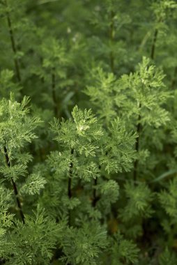 Anthem arvensis taptaze bitkiler