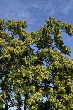 Taze meyveli Ailanthus altissima dalı