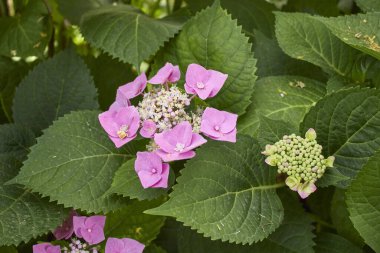 Hydrangea makrophylla pembe ve mavi infloresans