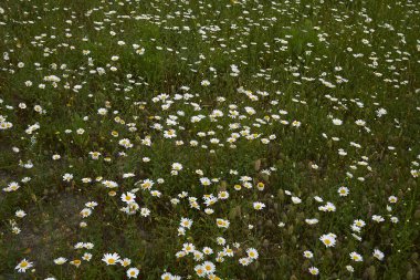Leucanthemum vulgare çiçek açtı