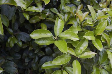Osmanthus kokuları çiçek açtı.