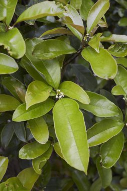 Osmanthus kokuları çiçek açtı.