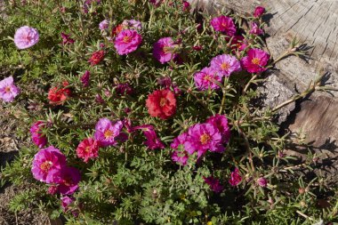 Portekiz ihtişamlı flora renkli çiçekler